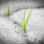 grass pavement brick poetry stone 1913167