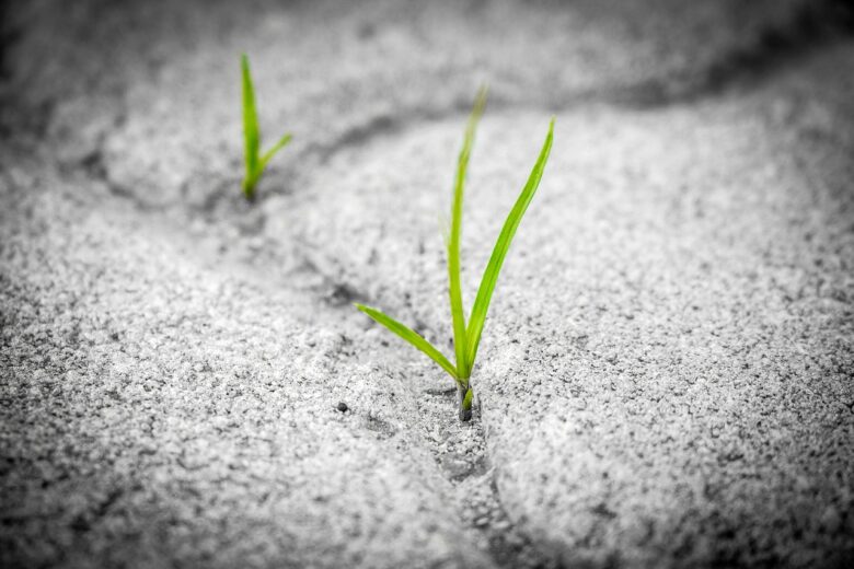 grass pavement brick poetry stone 1913167