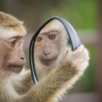 monkey mirror thinking reflection 4788334