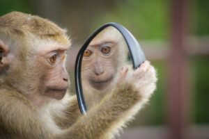 monkey mirror thinking reflection 4788334